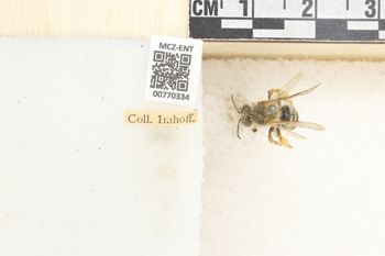 Media type: image;   Entomology 770334 Aspect: Labels